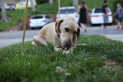 Close-up of dog on grass