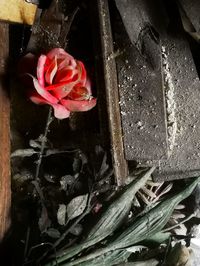 Close-up of red flower