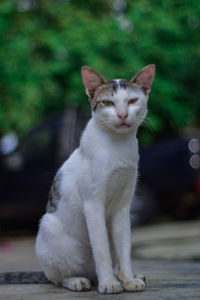 Portrait of cat sitting outdoors