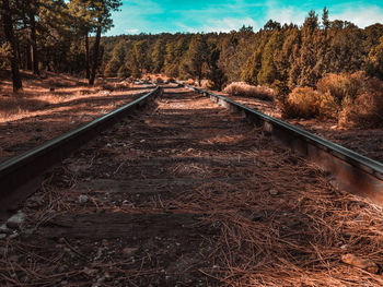 View of railroad tracks in forest