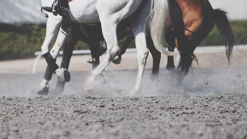 Low angle view of horses running on field