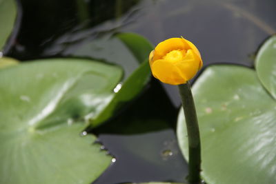 Close-up of lotus water lily in pond