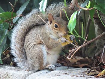 Close-up of squirrel