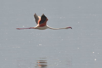 Flamingo flying over lake