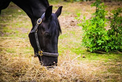 Black horse on field