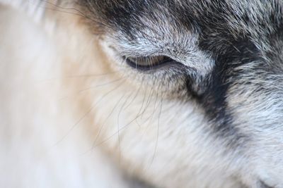 Close-up of a goat