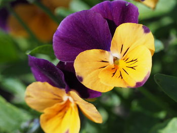 Close-up of purple flowering plant
