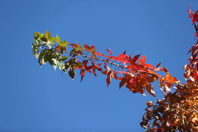 Low angle view of maple tree against blue sky