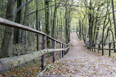 Footpath amidst trees in forest