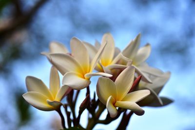 Close-up of white flower