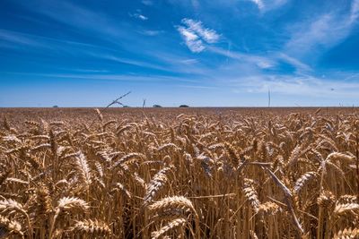 Scenic view of wheat field against sky