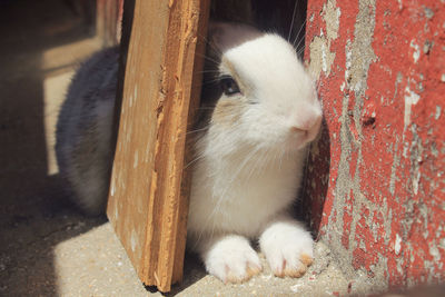 Close-up of rabbit amidst wood and wall