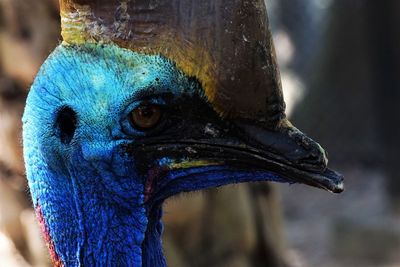 Close-up of the head of cassowary