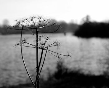 Close-up of wilted plant by lake against sky