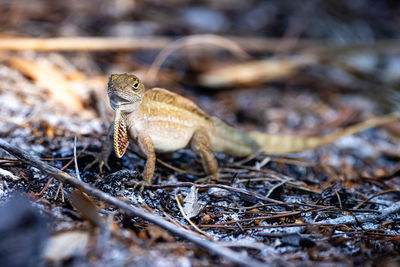 Close-up of lizard on rock