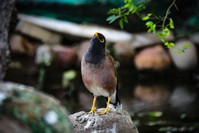 Close-up of bird perching on rock