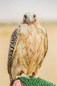 Close-up portrait of falcon perching outdoors