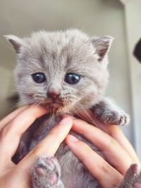 Close-up of hand holding kitten