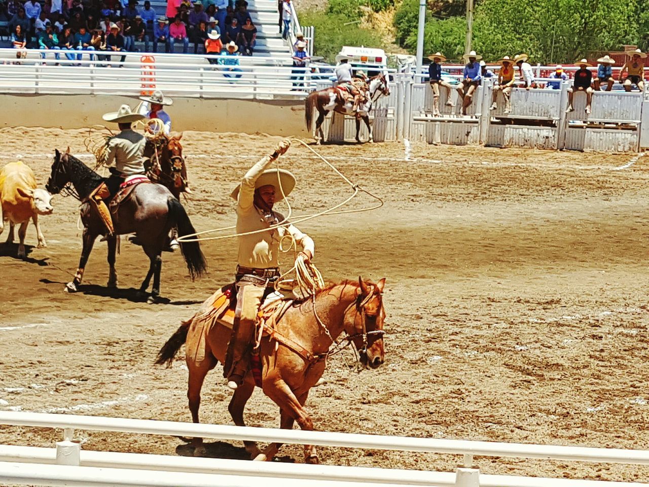 horse, domestic animals, real people, horseback riding, men, mammal, large group of people, day, outdoors, horse racing, adult, only men, adults only, people