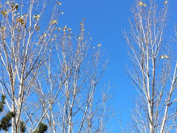 Low angle view of flowering plants against blue sky