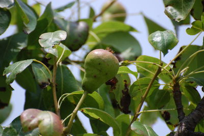 Close-up of fruit growing on tree