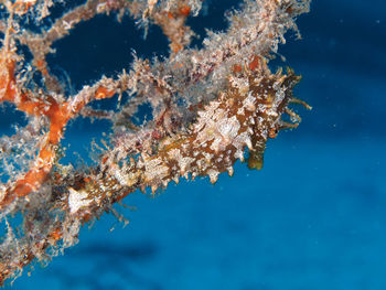 Close-up of jellyfish swimming in sea