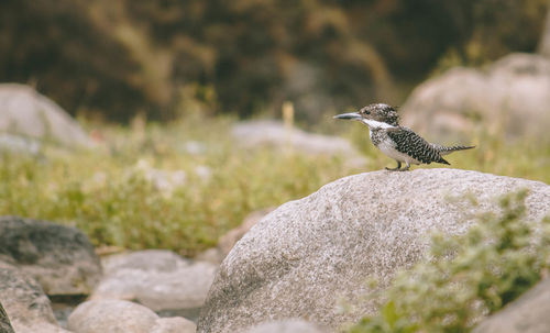 Close-up of bird perching on rock