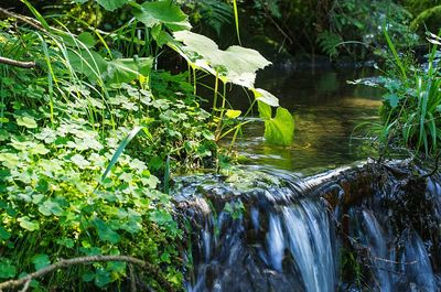 Scenic view of river in forest