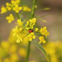 Close-up of yellow flowering plant