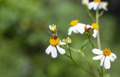 Close-up of bee pollinating on white flower