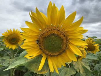 sunflower