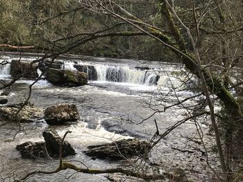 Scenic view of waterfall in forest