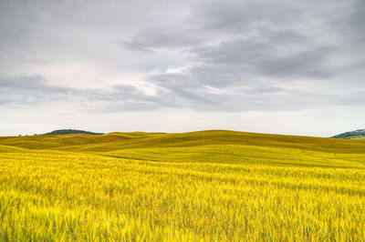 Scenic view of agricultural field against sky