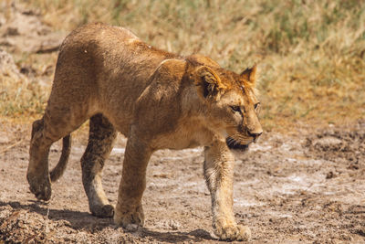 Lioness standing on field