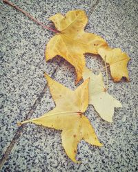 High angle view of yellow maple leaf