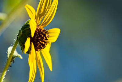 Close-up of yellow flowering plant