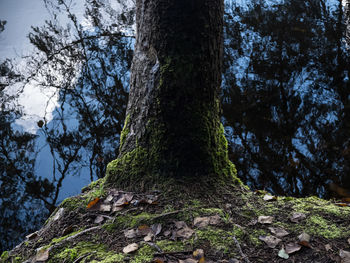 Low angle view of tree against sky