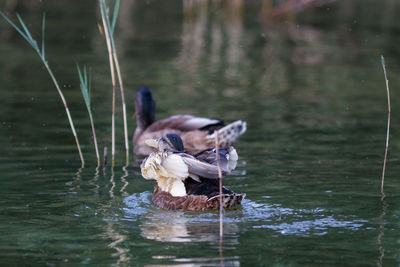 Duck swimming in lake