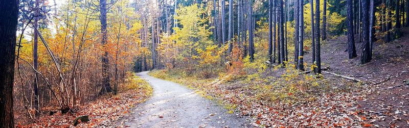 Dirt road amidst trees in forest during autumn