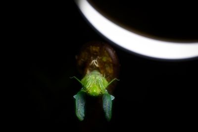 Close-up of insect over black background