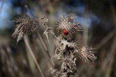 Close-up of wilted thistle