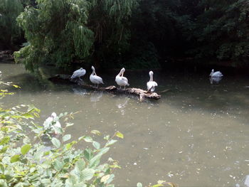 Ducks swimming in lake