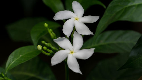 Close-up of white frangipani blooming outdoors