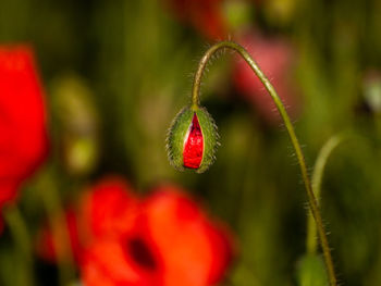 Close-up of red flowering plant