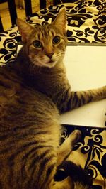 Portrait of cat