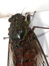 Close-up of butterfly