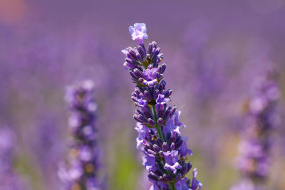 Close-up of purple flowering plant