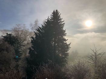 Sun shining through tree in forest