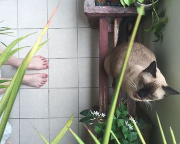 Close-up of cat sitting on potted plant