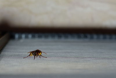 Close-up of insect on table